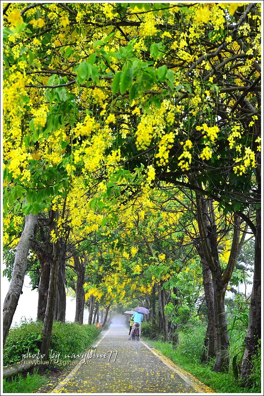 六腳自行車道阿勃勒07.JPG 六腳自行車道阿勃勒07.JPG