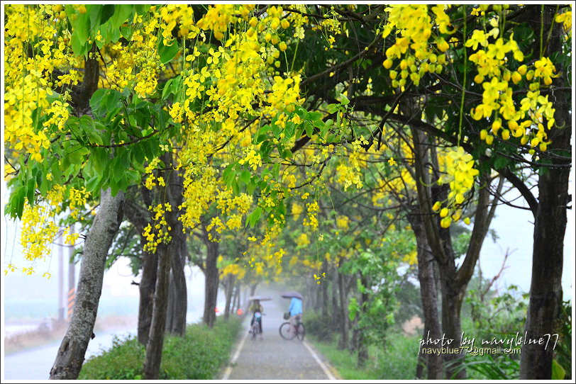 六腳自行車道阿勃勒08.JPG 六腳自行車道阿勃勒08.JPG