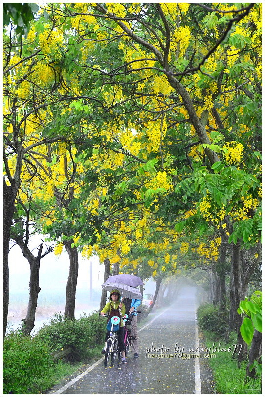 六腳自行車道阿勃勒09.JPG 六腳自行車道阿勃勒09.JPG