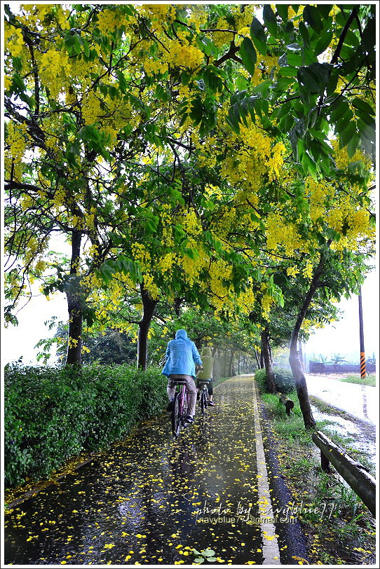 六腳自行車道阿勃勒10.JPG 六腳自行車道阿勃勒10.JPG