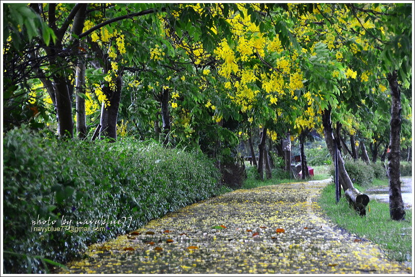 六腳自行車道阿勃勒11.JPG 六腳自行車道阿勃勒11.JPG