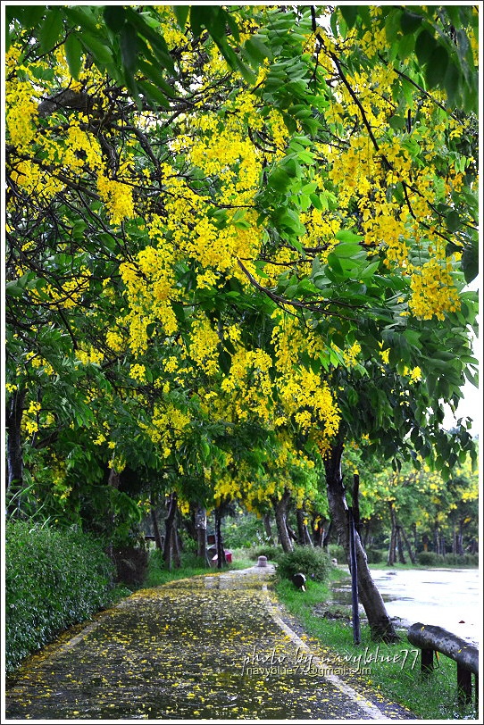 六腳自行車道阿勃勒13.JPG 六腳自行車道阿勃勒13.JPG