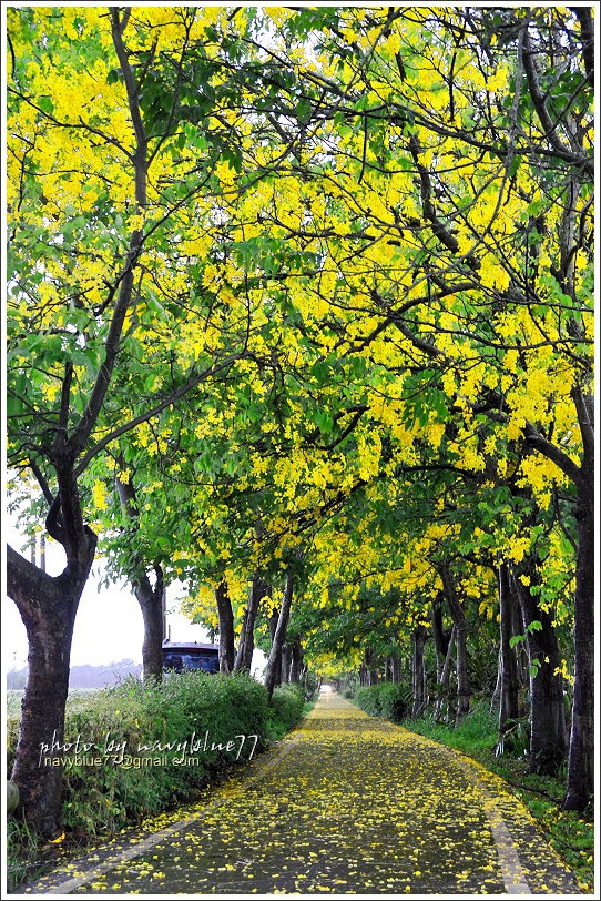 六腳自行車道阿勃勒15.JPG 六腳自行車道阿勃勒15.JPG