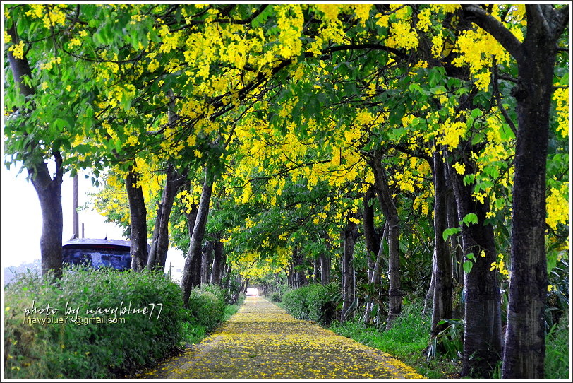 六腳自行車道阿勃勒16.JPG 六腳自行車道阿勃勒16.JPG