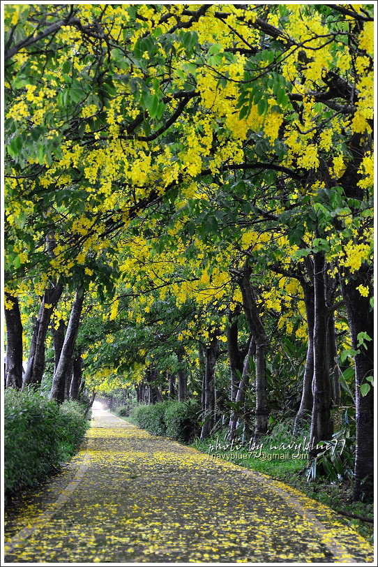 六腳自行車道阿勃勒17.JPG 六腳自行車道阿勃勒17.JPG