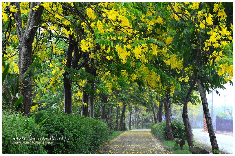 六腳自行車道阿勃勒18.JPG 六腳自行車道阿勃勒18.JPG
