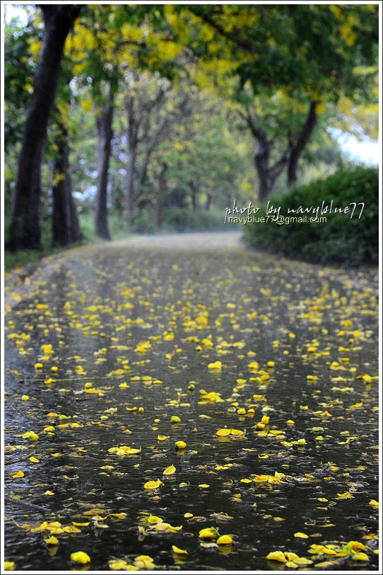 六腳自行車道阿勃勒19.JPG 六腳自行車道阿勃勒19.JPG