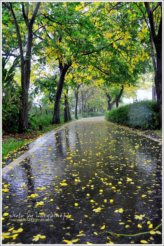六腳自行車道阿勃勒20.JPG 六腳自行車道阿勃勒20.JPG