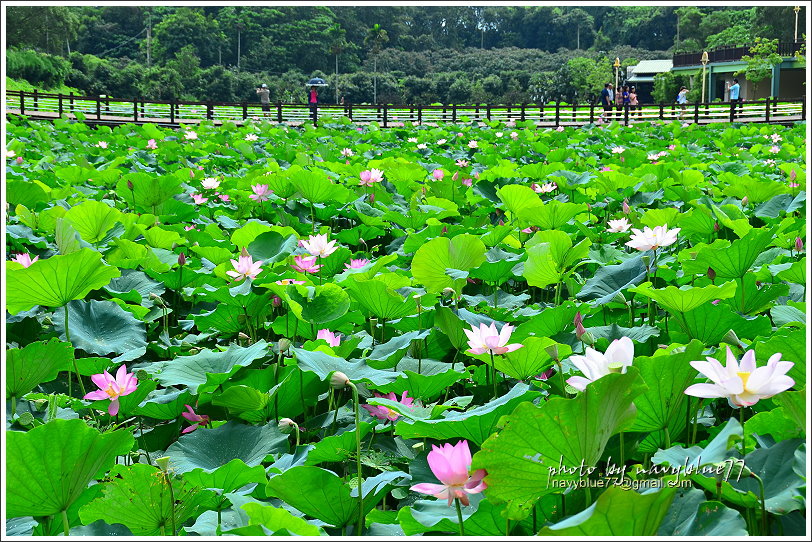 白河蓮花43.JPG