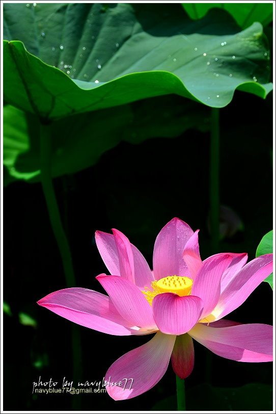 白河蓮花35.JPG 白河蓮花35.JPG