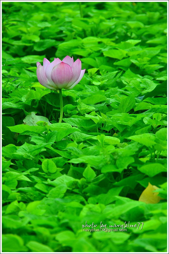 白河蓮花22.JPG 白河蓮花22.JPG