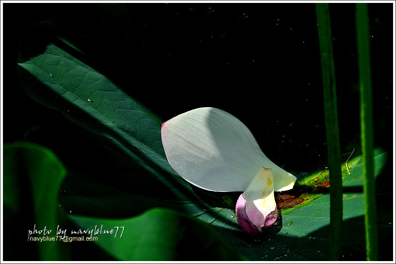 白河蓮花38A.JPG 白河蓮花38A.JPG
