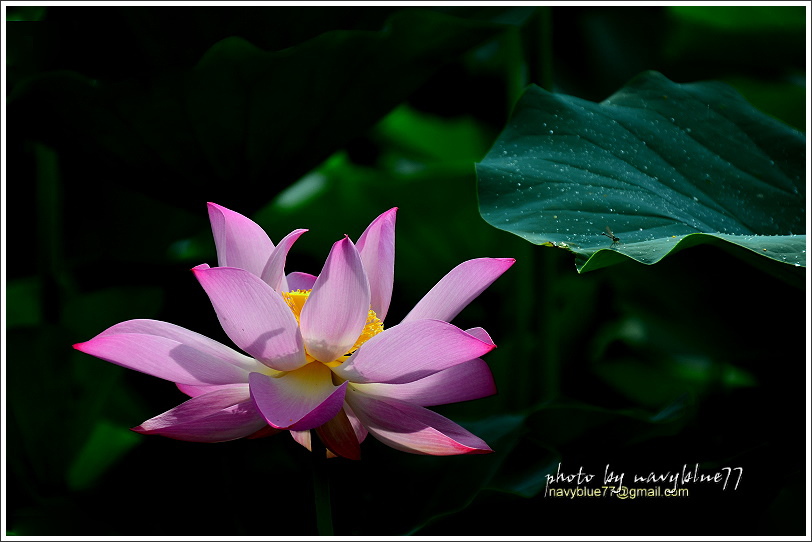 白河蓮花10A.JPG 白河蓮花10A.JPG