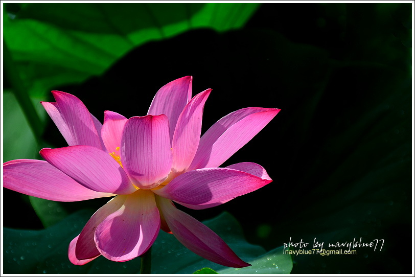 白河蓮花12A.JPG 白河蓮花12A.JPG