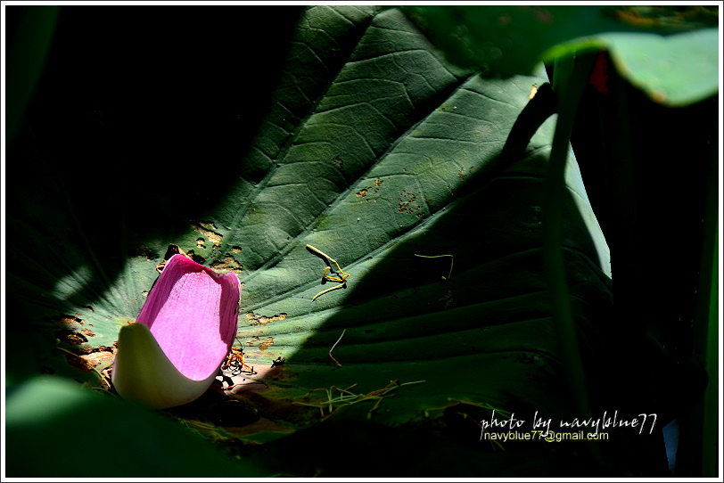 白河蓮花20A.JPG 白河蓮花20A.JPG
