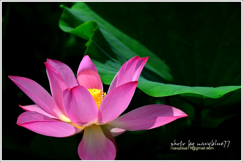 白河蓮花36A.JPG 白河蓮花36A.JPG