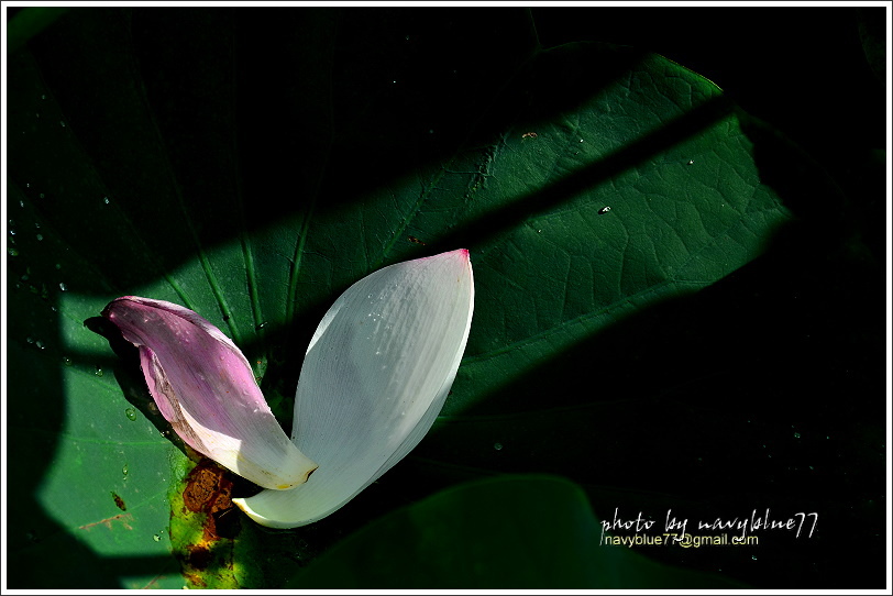 白河蓮花37A.JPG 白河蓮花37A.JPG