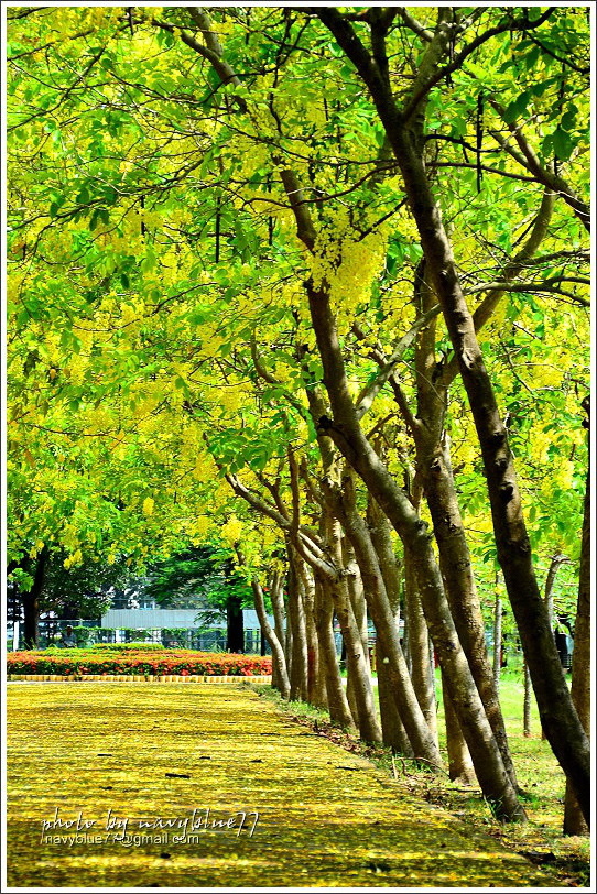 新營體育場阿勃勒12.JPG 新營體育場阿勃勒12.JPG