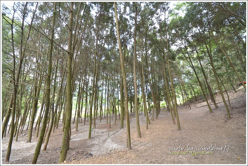 國姓眉冷山松柏崙步道32.JPG 國姓眉冷山松柏崙步道32.JPG