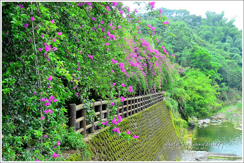 中寮龍鳳瀑布天空步道37.JPG 中寮龍鳳瀑布天空步道37.JPG