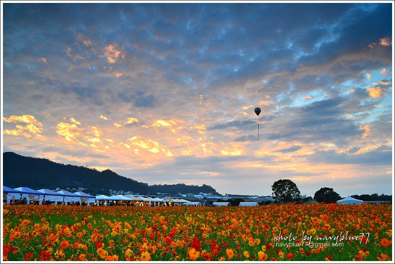 新社花海201531.JPG 新社花海201531.JPG