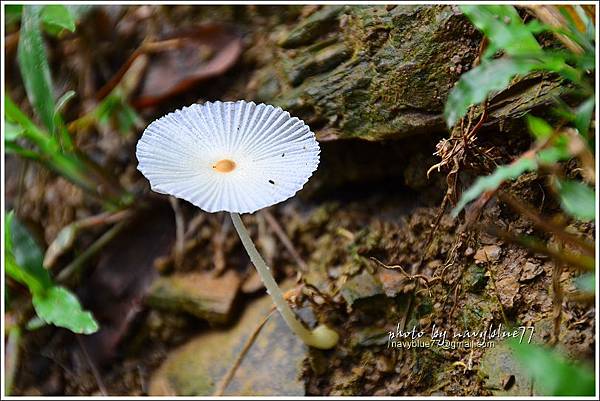 北葉觀景台-涼山瀑布16.JPG