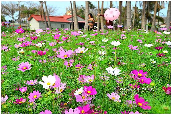 學甲蜀葵201606.JPG