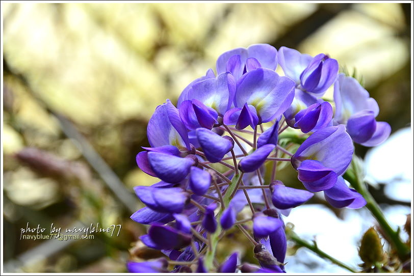 嘉義瑞里紫藤花09.JPG