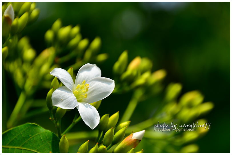 圓仔林幸福山丘油桐花06.JPG