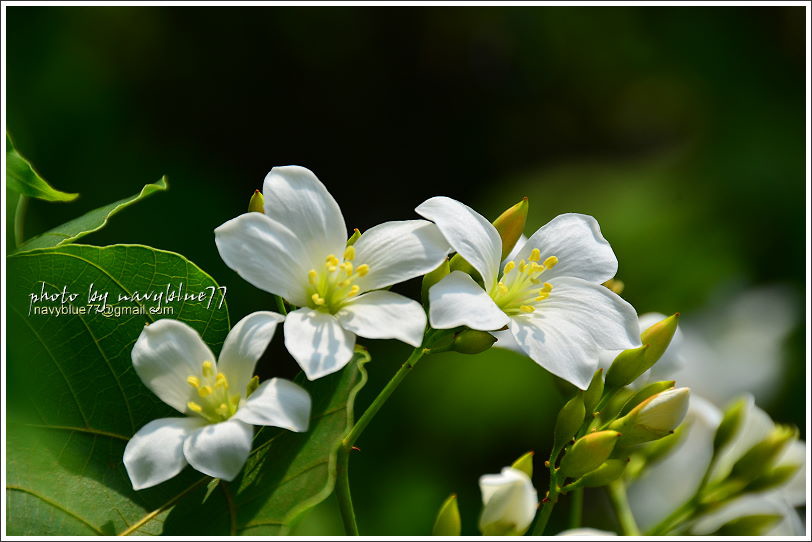 圓仔林幸福山丘油桐花07.JPG