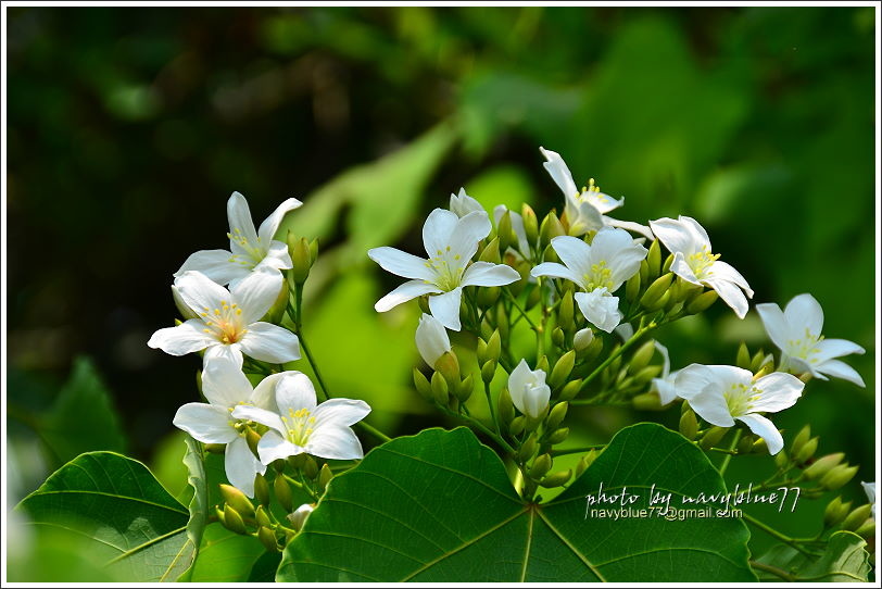 圓仔林幸福山丘油桐花08.JPG