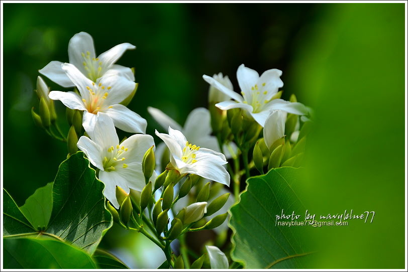 圓仔林幸福山丘油桐花09.JPG