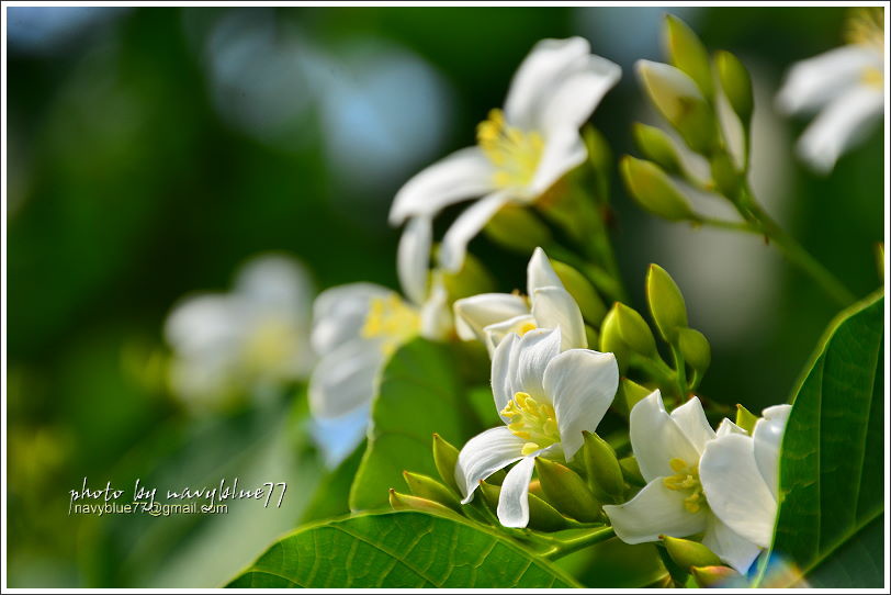 圓仔林幸福山丘油桐花11.JPG