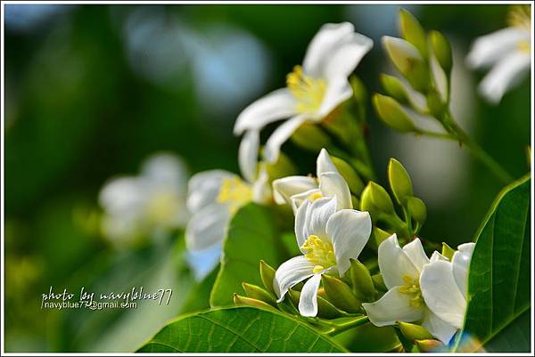 圓仔林幸福山丘油桐花11.JPG