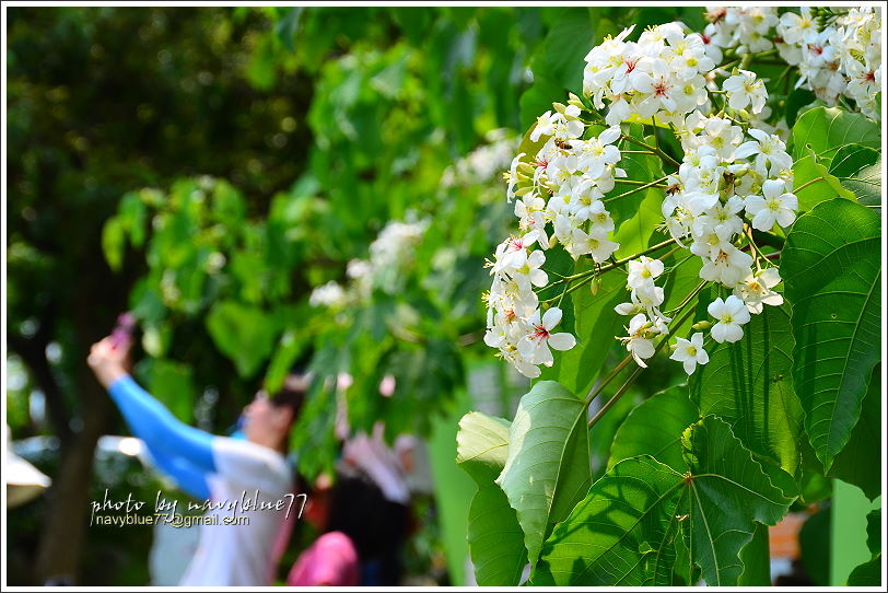 圓仔林幸福山丘油桐花23.JPG