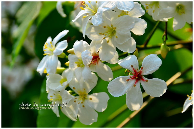 圓仔林幸福山丘油桐花24.JPG