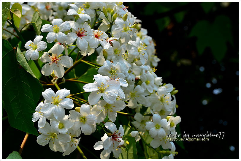 圓仔林幸福山丘油桐花25.JPG