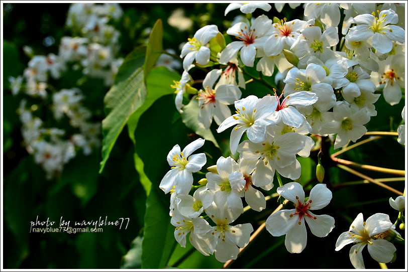 圓仔林幸福山丘油桐花26.JPG