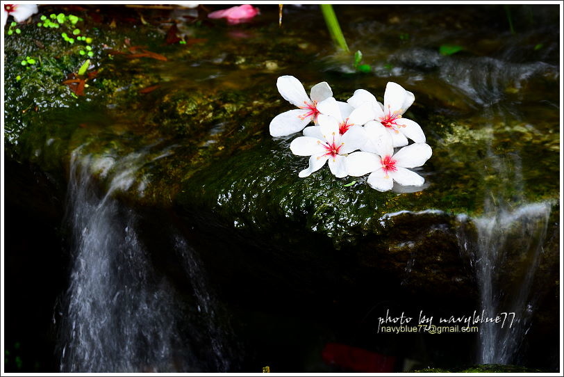 圓仔林幸福山丘油桐花37.JPG