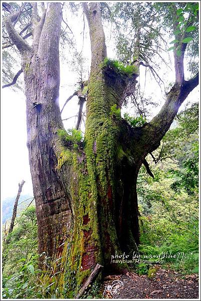 尖石鎮西堡巨木群步道83.JPG