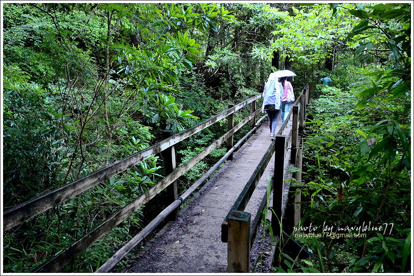 司馬庫斯巨木群步道06.JPG