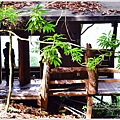 司馬庫斯巨木群步道16.JPG