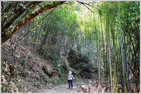 八通關越嶺道(東埔-雲龍段)12.JPG