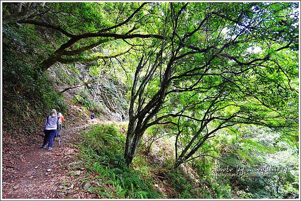 八通關越嶺道(東埔-雲龍段)33.JPG