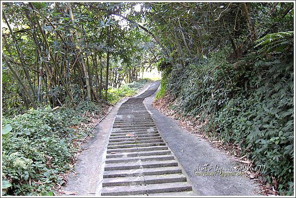 古坑桂林落羽松道-苦苓腳古道14.JPG