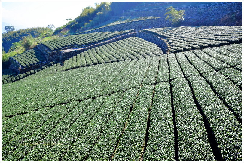 隙頂二延平步道-茶霧之道35.JPG