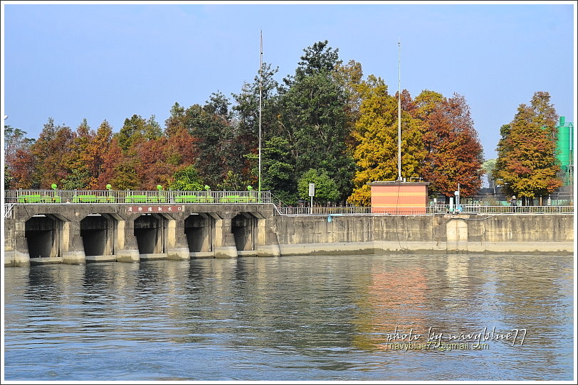 林內水利文物館浪漫落羽松06.JPG