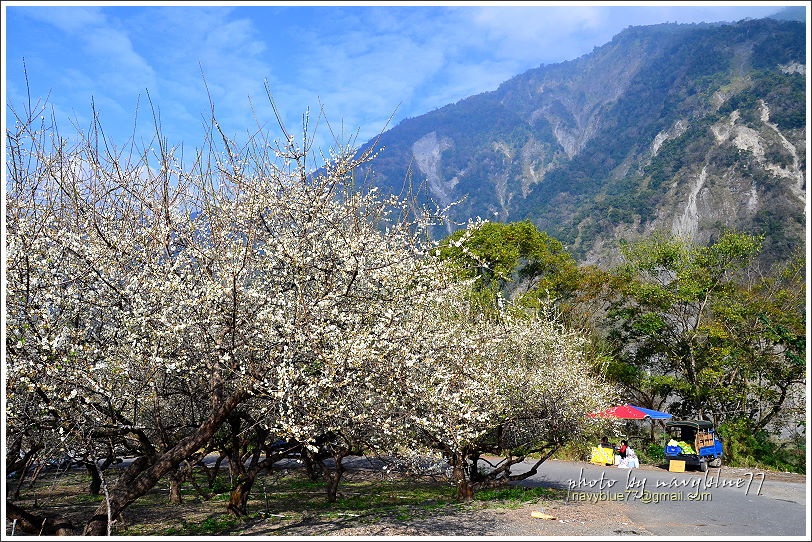 信義土場賞梅03.JPG 信義土場賞梅03.JPG