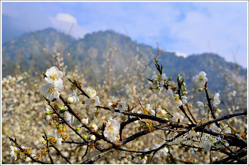 信義土場賞梅11.JPG 信義土場賞梅11.JPG