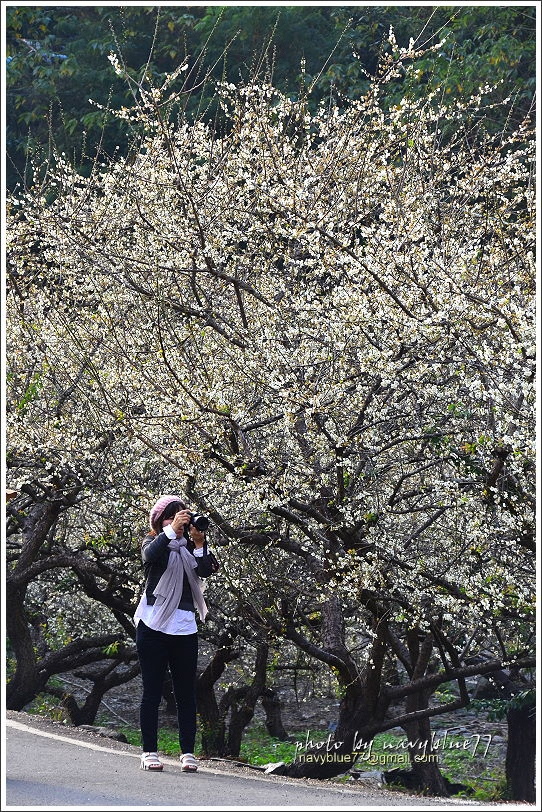 信義土場賞梅15.JPG 信義土場賞梅15.JPG